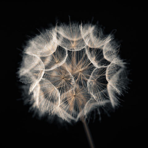 Dandelion Clock on black background Black Modern Wood Framed Art Print with Double Matting by Frank, Assaf