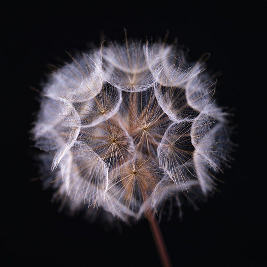 Image Only