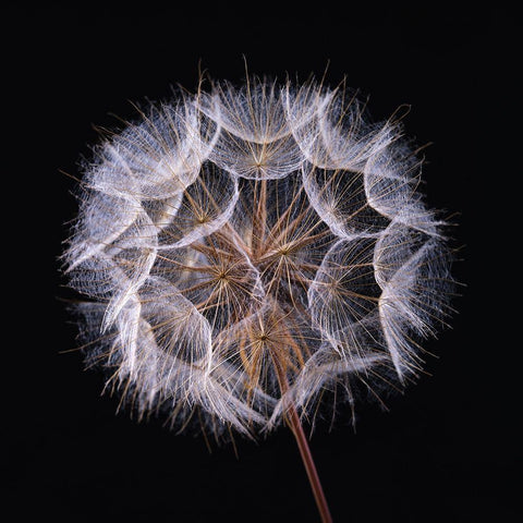 Dandelion Clock on black background Black Modern Wood Framed Art Print with Double Matting by Frank, Assaf