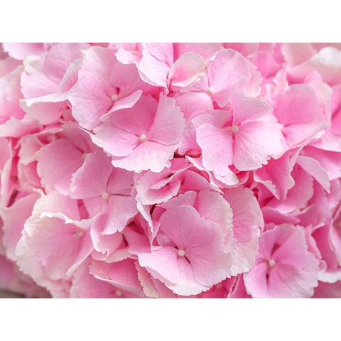 Hydrangea flower bouquet White Modern Wood Framed Art Print by Frank, Assaf