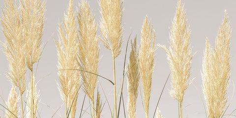 Feather Reeds White Modern Wood Framed Art Print with Double Matting by Frank, Assaf