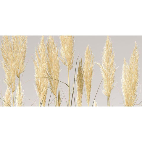 Feather Reeds Black Modern Wood Framed Art Print by Frank, Assaf