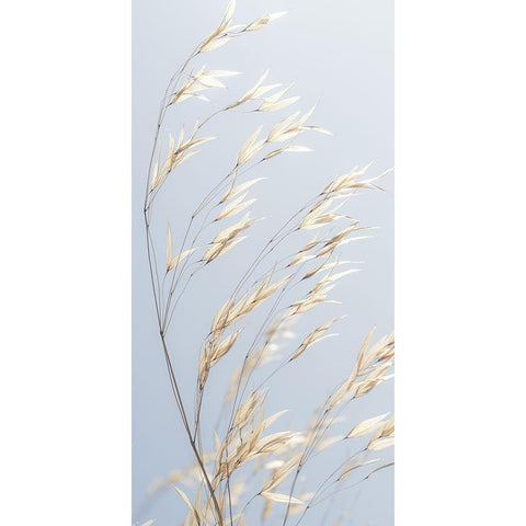 Panicle ripe Oats White Modern Wood Framed Art Print by Frank, Assaf