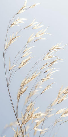 Panicle ripe Oats Black Ornate Wood Framed Art Print with Double Matting by Frank, Assaf