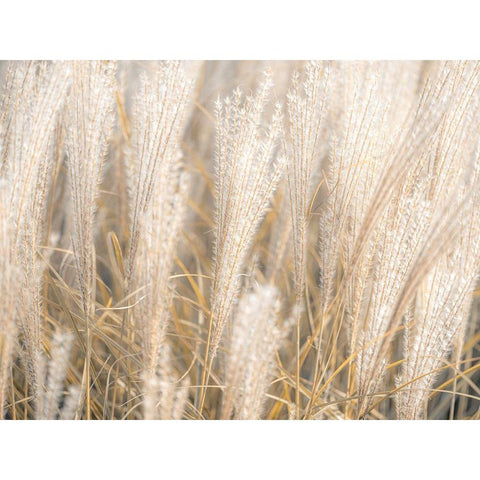 Japanese Silver Grass White Modern Wood Framed Art Print by Frank, Assaf