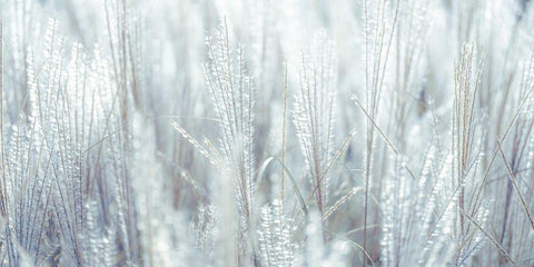 Japanese Silver Grass White Modern Wood Framed Art Print with Double Matting by Frank, Assaf