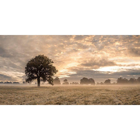 Tree in a filed at sunrise Black Modern Wood Framed Art Print by Frank, Assaf