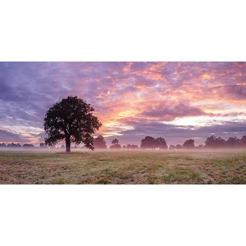 Tree in a filed at sunrise Gold Ornate Wood Framed Art Print with Double Matting by Frank, Assaf
