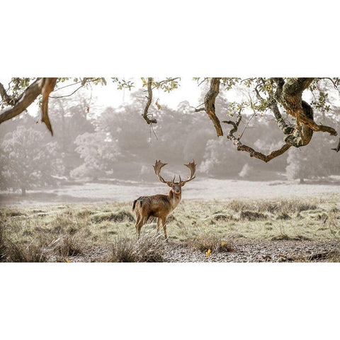 Stag in a field Black Modern Wood Framed Art Print by Frank, Assaf