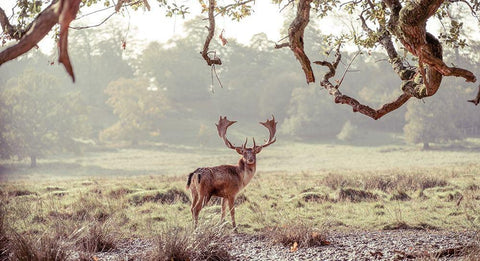 Stag in a field White Modern Wood Framed Art Print with Double Matting by Frank, Assaf