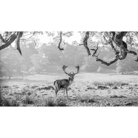 Stag in a field White Modern Wood Framed Art Print by Frank, Assaf