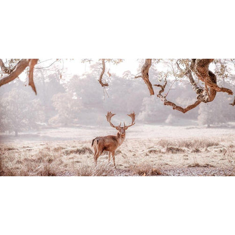 Stag in a field White Modern Wood Framed Art Print by Frank, Assaf