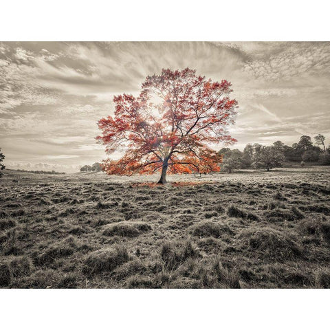 Single tree at autumn Black Modern Wood Framed Art Print with Double Matting by Frank, Assaf