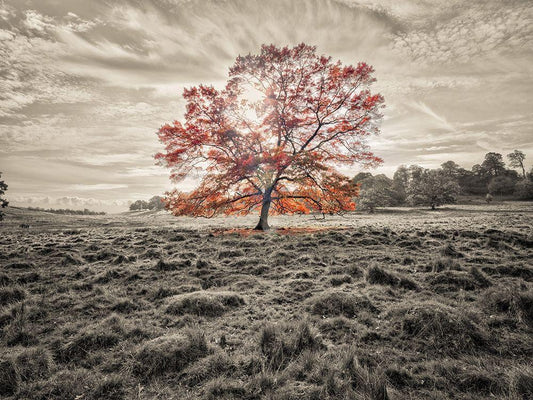 Image Only