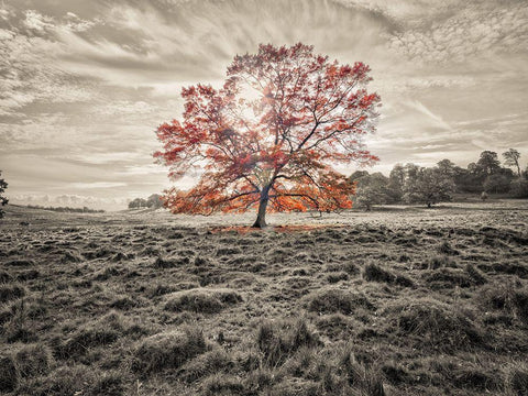 Single tree at autumn White Modern Wood Framed Art Print with Double Matting by Frank, Assaf