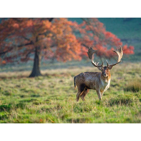 Stag in a field Gold Ornate Wood Framed Art Print with Double Matting by Frank, Assaf