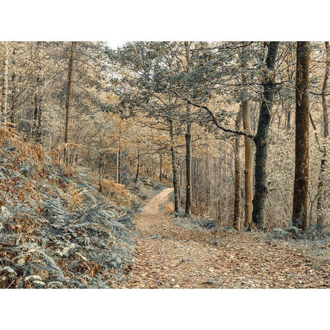 Forest path-Lake District White Modern Wood Framed Art Print by Frank, Assaf
