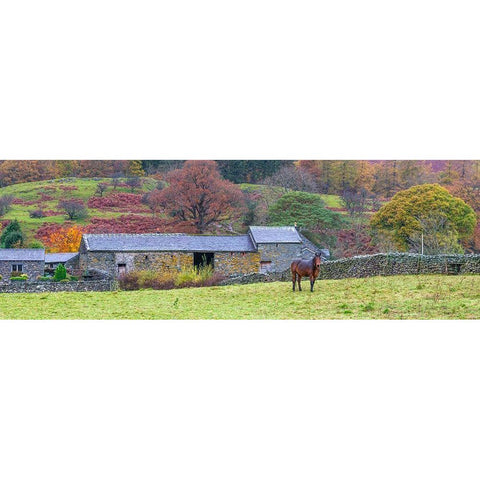 Horse in a field Gold Ornate Wood Framed Art Print with Double Matting by Frank, Assaf