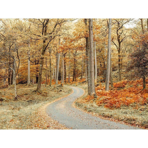 Road through forest Gold Ornate Wood Framed Art Print with Double Matting by Frank, Assaf