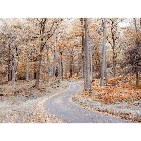 Forest path-Lake District White Modern Wood Framed Art Print by Frank, Assaf