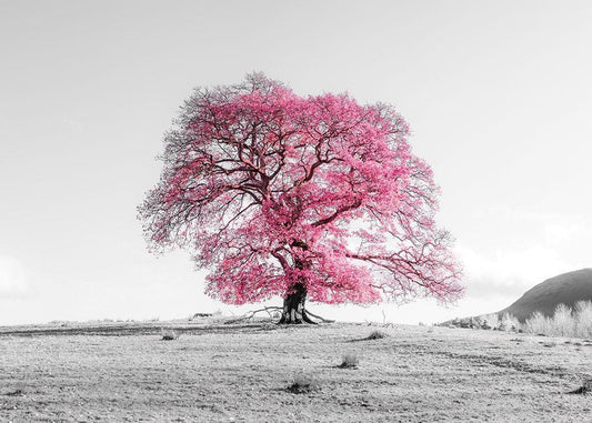 Image Only