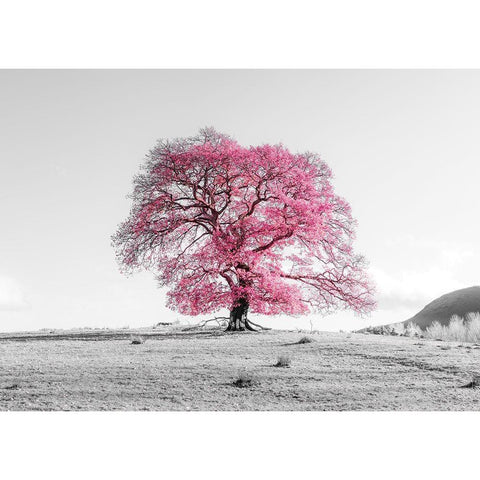 Tree on a hill Black Modern Wood Framed Art Print by Frank, Assaf