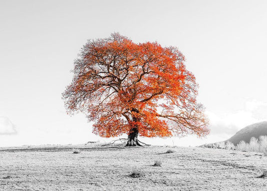 Image Only