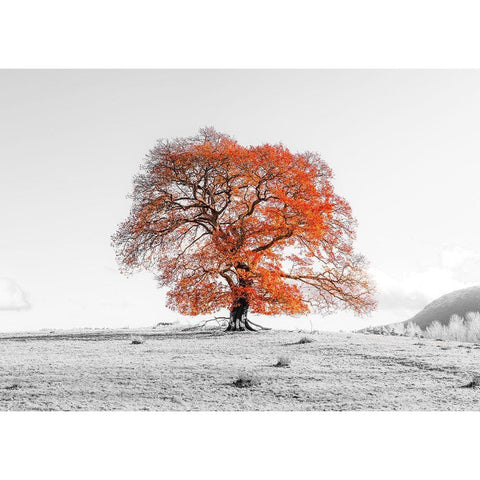 Tree on a hill Black Modern Wood Framed Art Print by Frank, Assaf