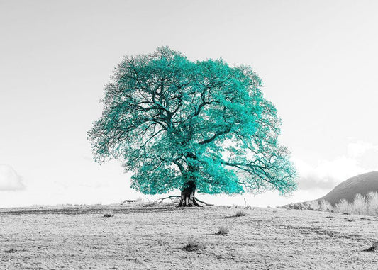 Image Only