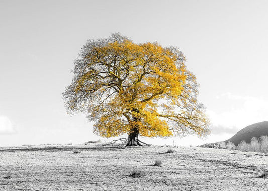 Image Only