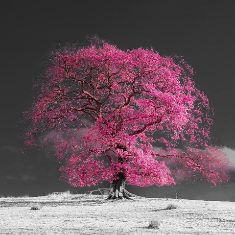 Tree on a hill-pink Black Modern Wood Framed Art Print by Frank, Assaf