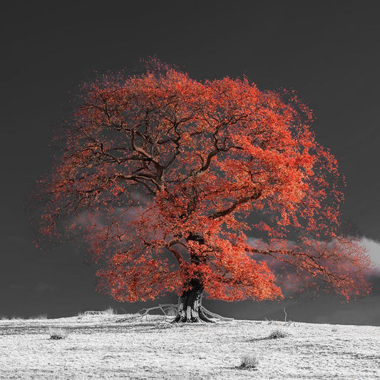 Image Only