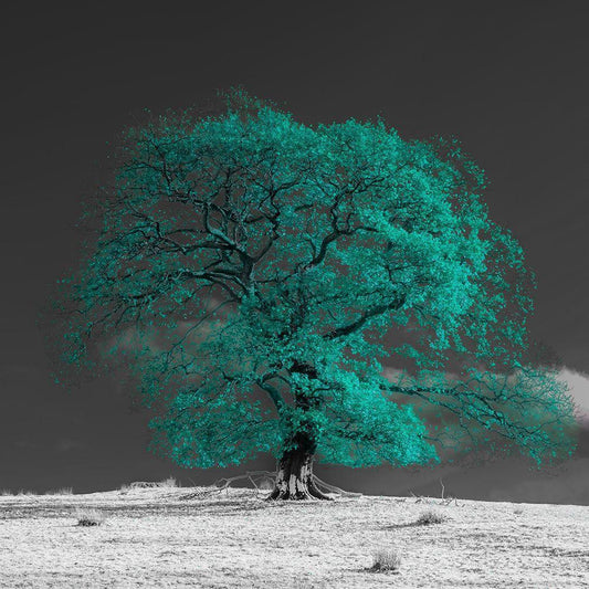 Image Only