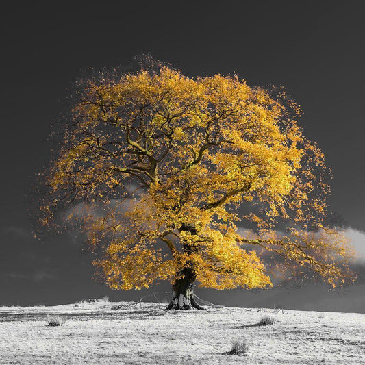 Image Only