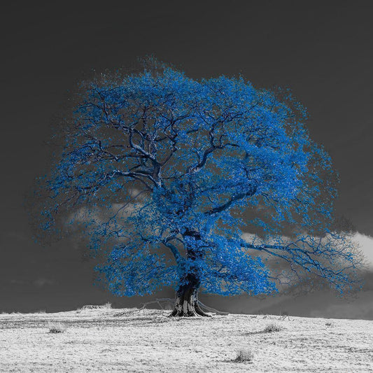 Image Only