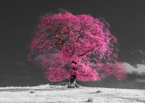 Tree on a hill-pink White Modern Wood Framed Art Print with Double Matting by Frank, Assaf