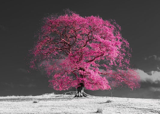 Image Only