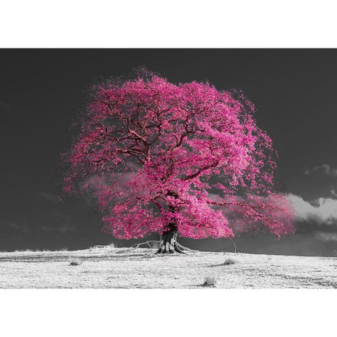 Tree on a hill-pink Black Modern Wood Framed Art Print with Double Matting by Frank, Assaf