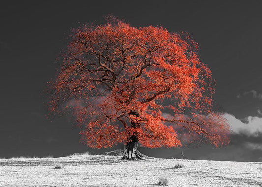 Image Only