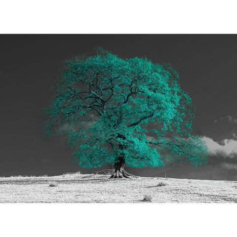 Tree on a hill-teal Black Modern Wood Framed Art Print with Double Matting by Frank, Assaf