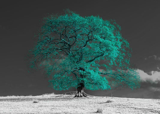 Image Only