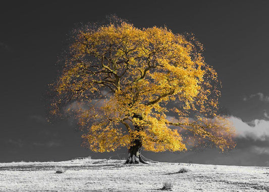 Image Only