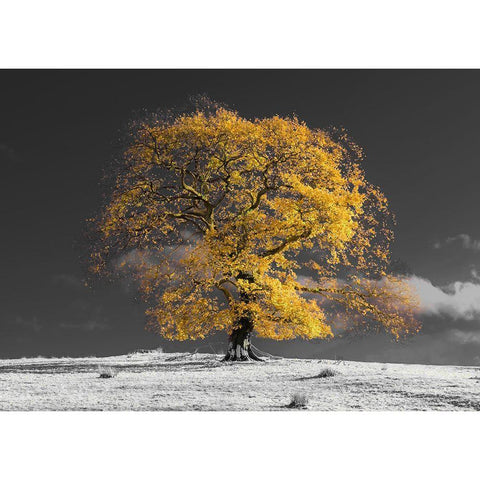 Tree on a hill-yellow-gold Black Modern Wood Framed Art Print by Frank, Assaf