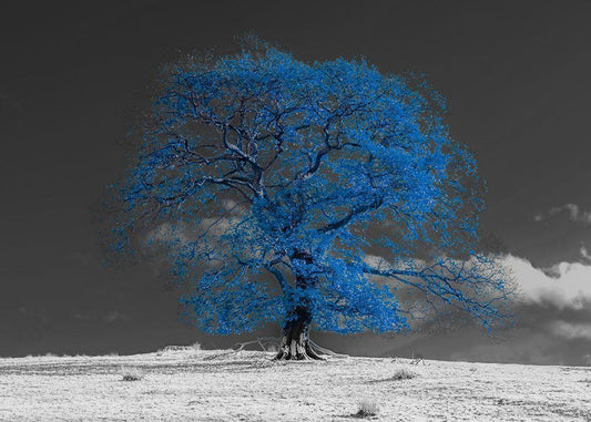 Image Only