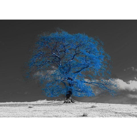 Tree on a hill-blue Black Modern Wood Framed Art Print by Frank, Assaf