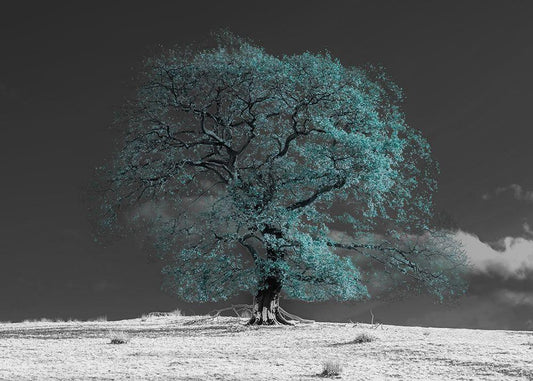 Image Only