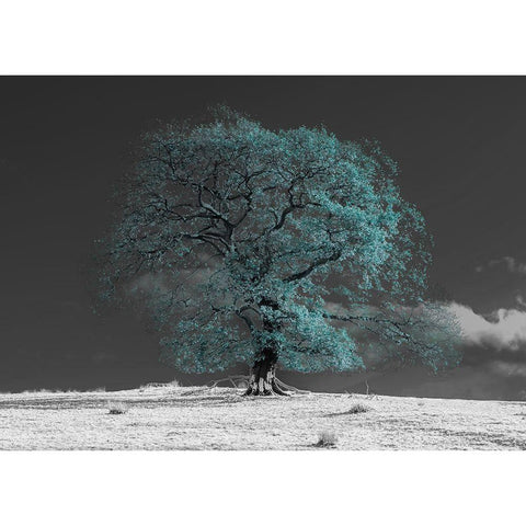 Tree on a hill-teal Black Modern Wood Framed Art Print by Frank, Assaf