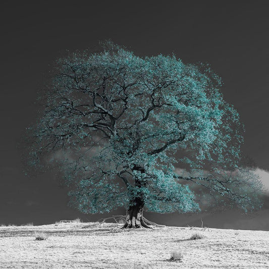 Image Only