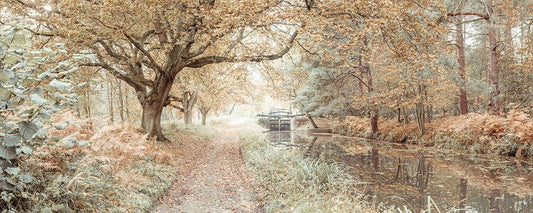 Image Only
