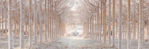 Winter forest White Modern Wood Framed Art Print with Double Matting by Frank, Assaf